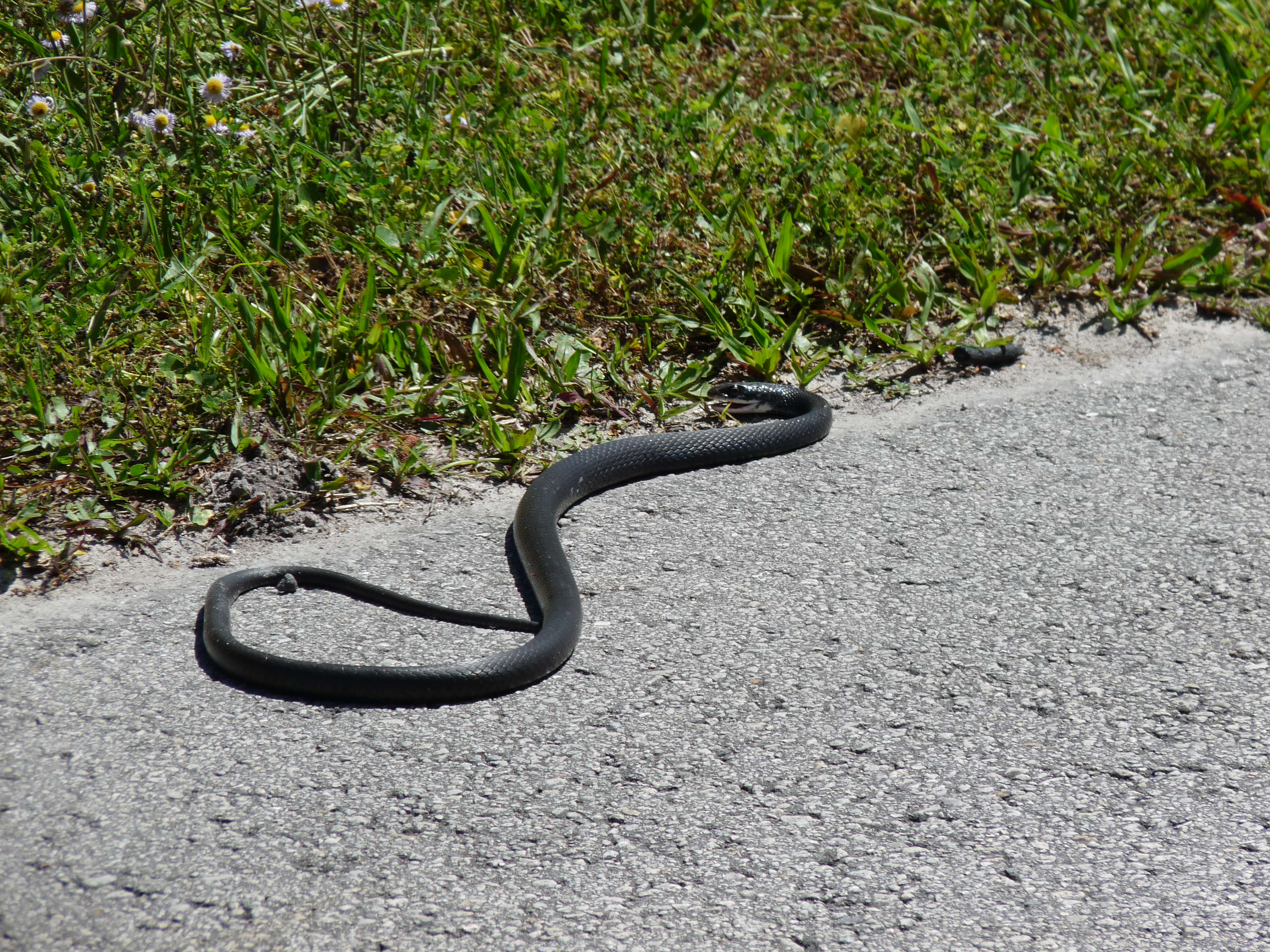 fernandina island racer snakes